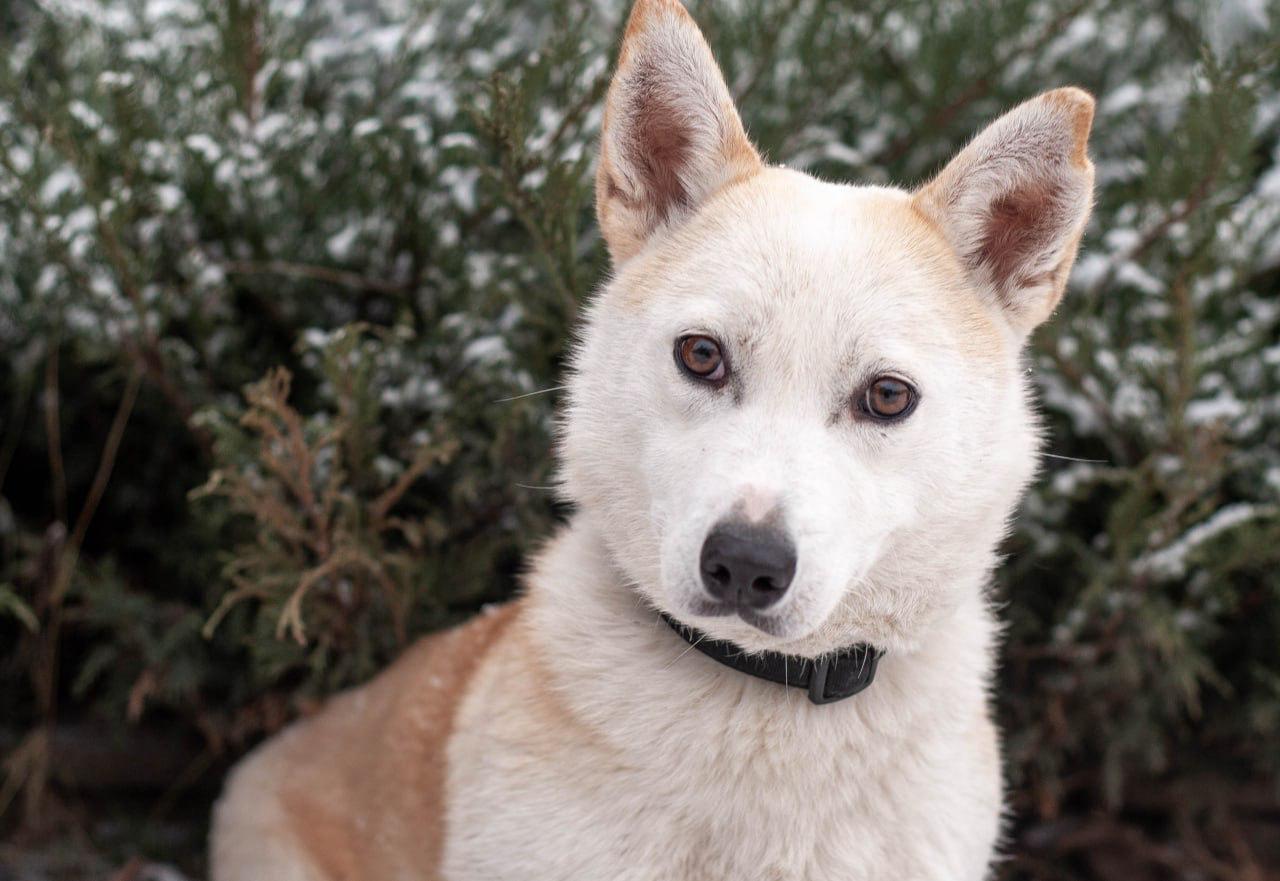Chiens à adopter